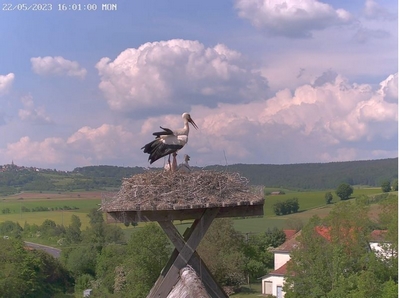 Webcam vom Storchennest in Pfarrweisach